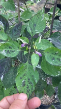 Load image into Gallery viewer, Cibola (VSRP Pablano) (Pepper Seeds)