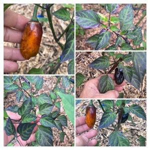 Alfheim (VSRP Poblano) (Pepper Seeds)