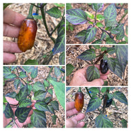 Alfheim (VSRP Poblano) (Pepper Seeds)