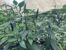 Load image into Gallery viewer, Maui Purple (Pepper Seeds)