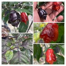 Load image into Gallery viewer, Red Shark Sting (Pepper Seeds)