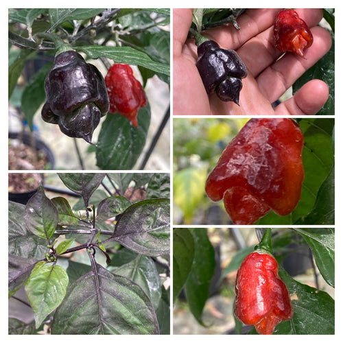 Red Shark (Sting) (Pepper Seeds)