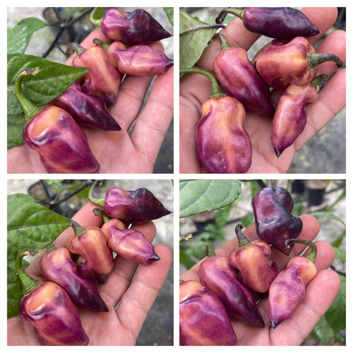 PJ Plum Purple (Pepper Seeds)