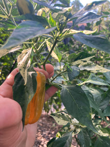 Hesperides (VSRP Pablano) (Pepper Seeds)