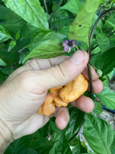 Load image into Gallery viewer, Peach Jes (Pepper Seeds)
