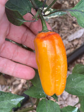 Load image into Gallery viewer, Lemuria (VSRP Poblano) (Pepper Seeds)