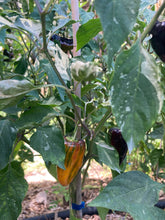 Load image into Gallery viewer, Nibiru (VSRP Pablano) (Pepper Seeds)