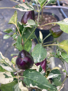 Bryan’s Purple Rainbow Blood (Pepper Seeds)