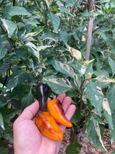 Load image into Gallery viewer, Mythical Places (VSRP Poblano) (T-E Mix) (Pepper Seeds)