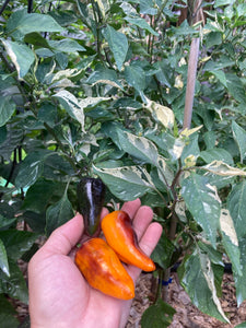 Mythical Places (VSRP Poblano) (T-E Mix) (Pepper Seeds)