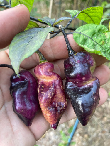 PJ Big Purple/Peach (Pepper Seeds)