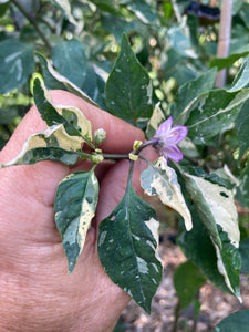 Nibiru (VSRP Pablano) (Pepper Seeds)