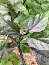 Load image into Gallery viewer, Black Jes (Pepper Seeds)