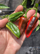 Bryan’s Blood (“The U”) Pepper Seeds)