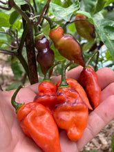 Load image into Gallery viewer, PJ Dark Fire (Pepper Seeds)(Limited)