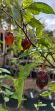 Load image into Gallery viewer, BBG Orange Horizon (Pepper Seeds)