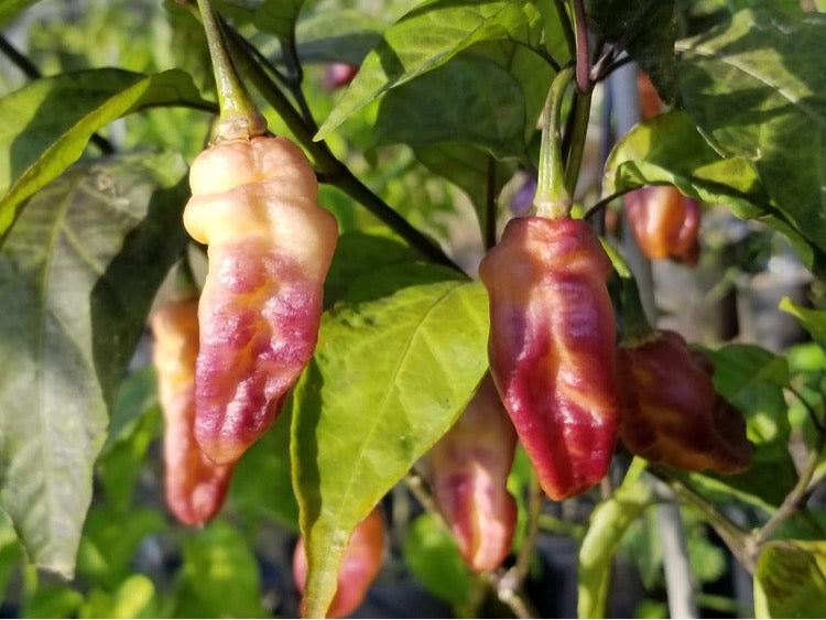 PJ White Ice Cream (Pepper Seeds)