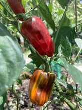 Load image into Gallery viewer, Bryan’s Rainbow Blood (Pepper Seeds)