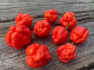 ScotchPort Wrinkled Red (Pepper Seeds)