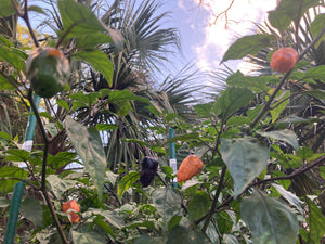 Orange Jes (Pepper Seeds)