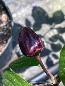 Purplegum Cream Splotched (Pepper Seeds)(Limited)