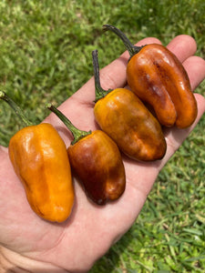 Sumatra (VSRP Poblano) (Pepper Seeds)