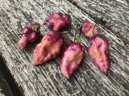 PJ Purple Ice Cream (Pepper Seeds)