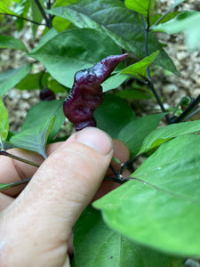 PJ Purple Molten (Pepper Seeds)