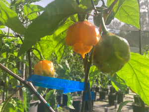 Dueling Horizon (West Select)(Pepper Seeds)