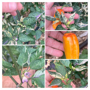 Lemuria (VSRP Pablano) (Pepper Seeds)