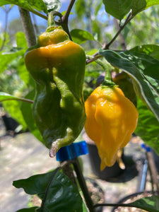 Yellow Horizon (Pepper Seeds)