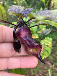 PJ Big Purple/Peach (Pepper Seeds) (Limited)