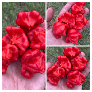 bishops flower seeds Bishops Cap (Pepper Seeds) – Towns-End Chili & Spice