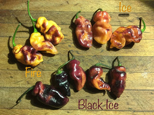 PJ Fire & Ice (T-E Mix)(Pepper Seeds)