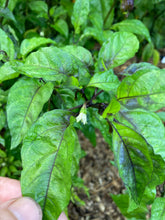 Load image into Gallery viewer, Yellow Horizon (Pepper Seeds)