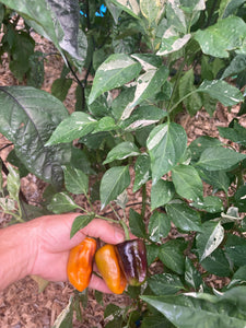 Barzakh (VSRP Poblano) (Pepper Seeds)