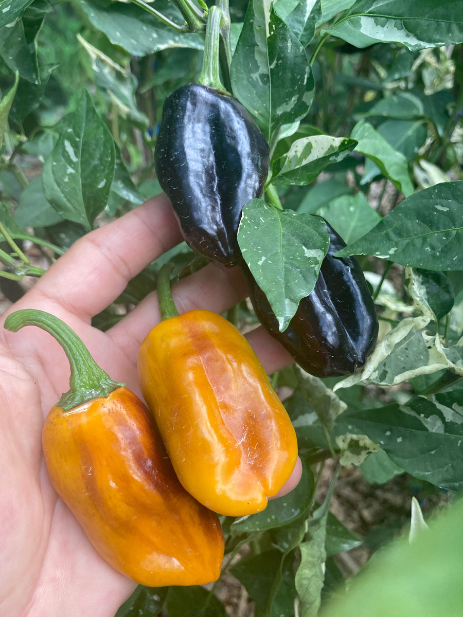 Barzakh (VSRP Poblano) (Pepper Seeds) – Towns-End Chili & Spice