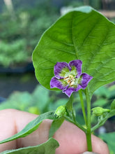 Load image into Gallery viewer, Aji Santa Cruz x Purple Flower Baccatum (Pepper Seeds)