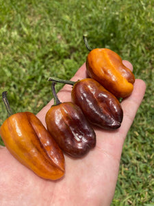 Sumatra (VSRP Pablano) (Pepper Seeds)