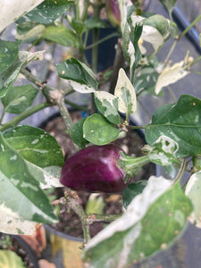 Bryan’s Blood (Purple Rainbow) (Pepper Seeds)