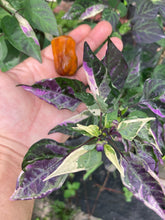 Load image into Gallery viewer, Babylon (VSRP Pablano) (Pepper Seeds)