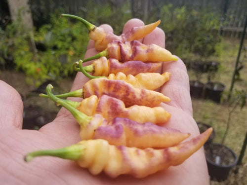 PJ Lavender Ice Cream (Pepper Seeds)