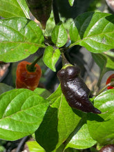 Load image into Gallery viewer, PJ Ored Ice (Pepper Seeds) (Limited)