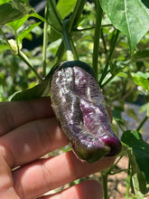 Load image into Gallery viewer, Agartha (VSRP Pablano) (Pepper Seeds)
