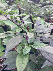 Maui Purple (Pepper Seeds)