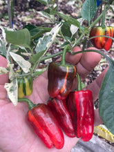 Load image into Gallery viewer, Bryan’s Blood (Stubby Rainbow)(Pepper Seeds)