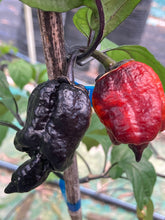 Load image into Gallery viewer, Perfect Horizon (Pepper Seeds)(Limited)