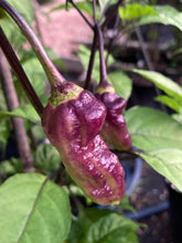 Load image into Gallery viewer, Dark Moonlight Horizon (Pepper Seeds) (Limited)
