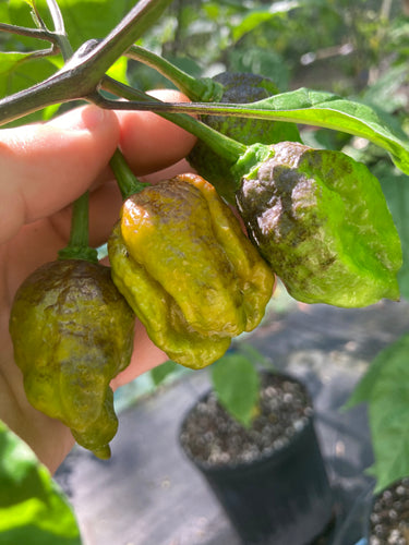 Kemet Horizon (Pepper Seeds)(Limited)