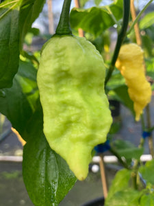 Bhut Jolokia White JW (Pepper Seeds)